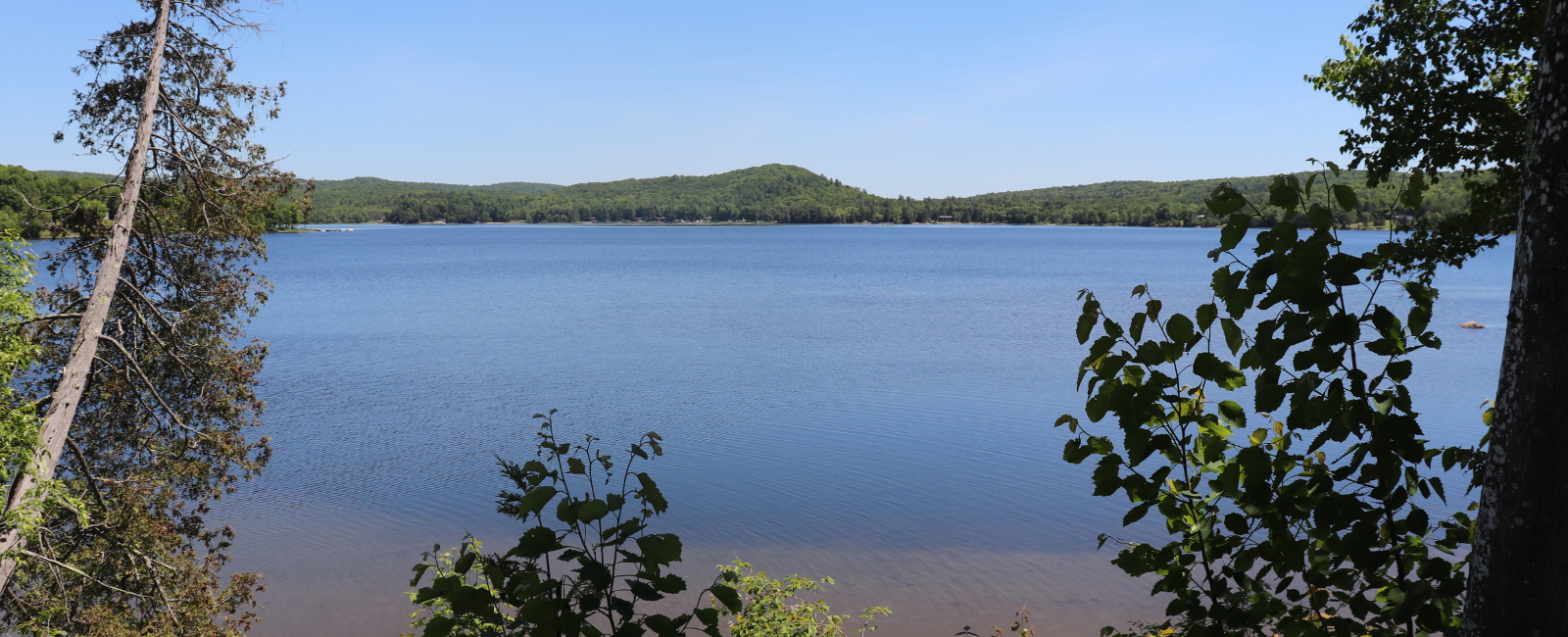 photo of the shores of pine lake in the summer